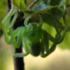 Ščúrnica - maloočka smaragdová (foto Jan Moravec)
