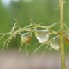 Bublinatka jižní Utricularia australis lapací měchýřky (foto Martin Starý)
